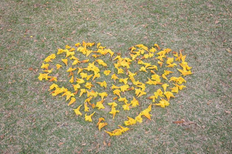黄花心形图案图片