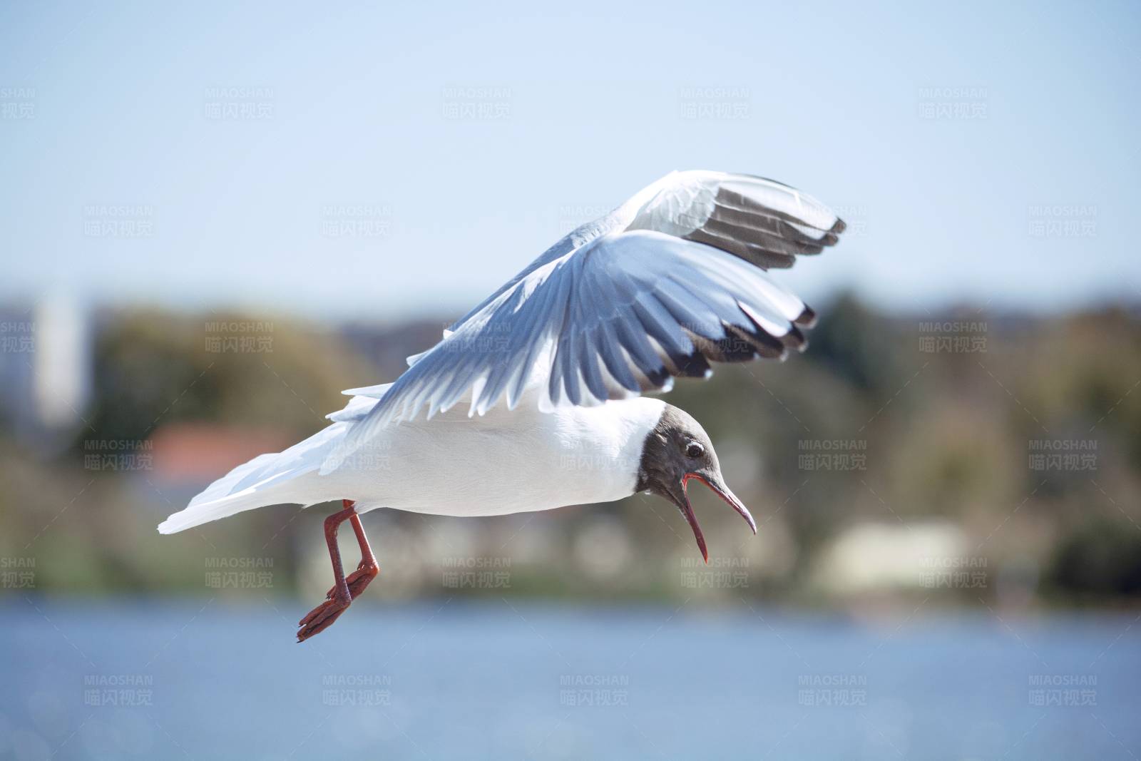 飞翔的海鸥图片