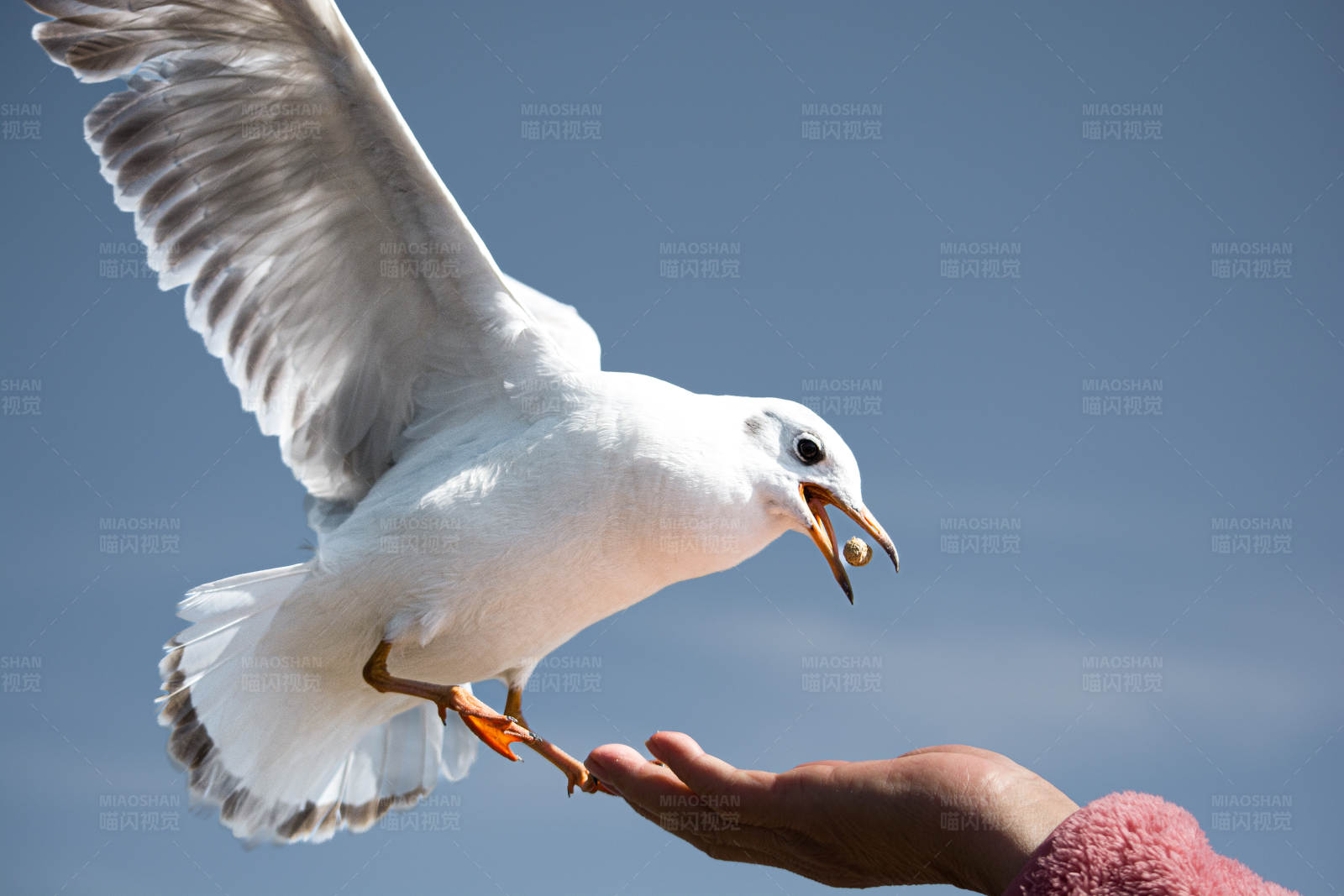 海鸥觅食瞬间图片