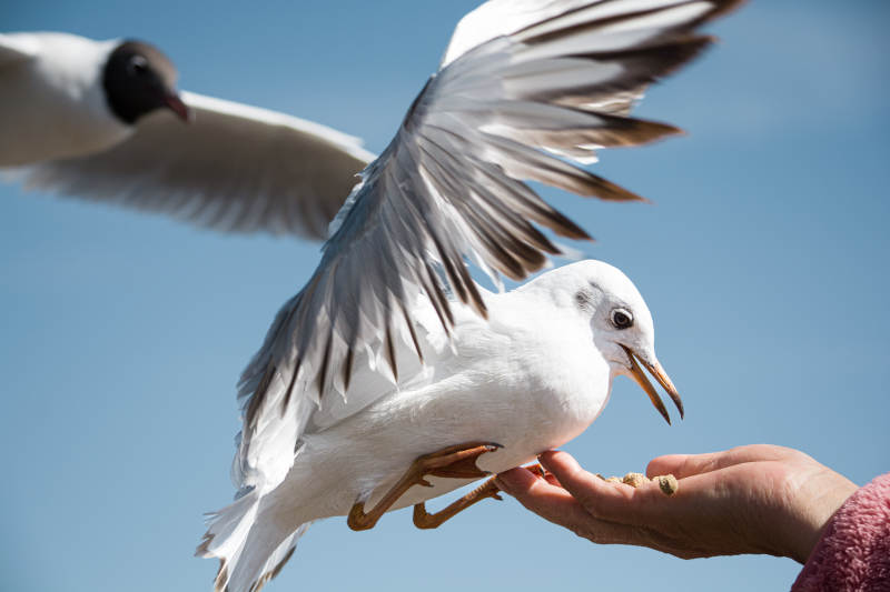 海鸥觅食瞬间图片