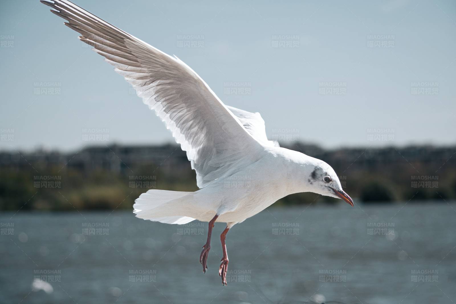 海鸥翱翔图片