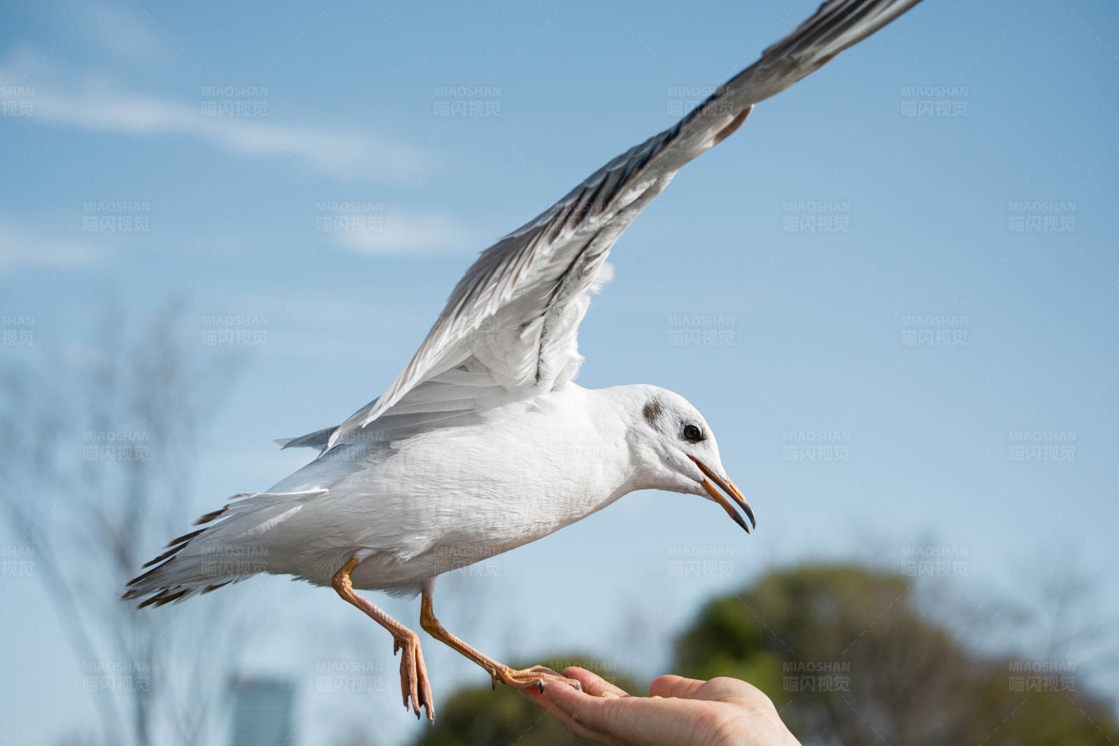 海鸥觅食瞬间图片