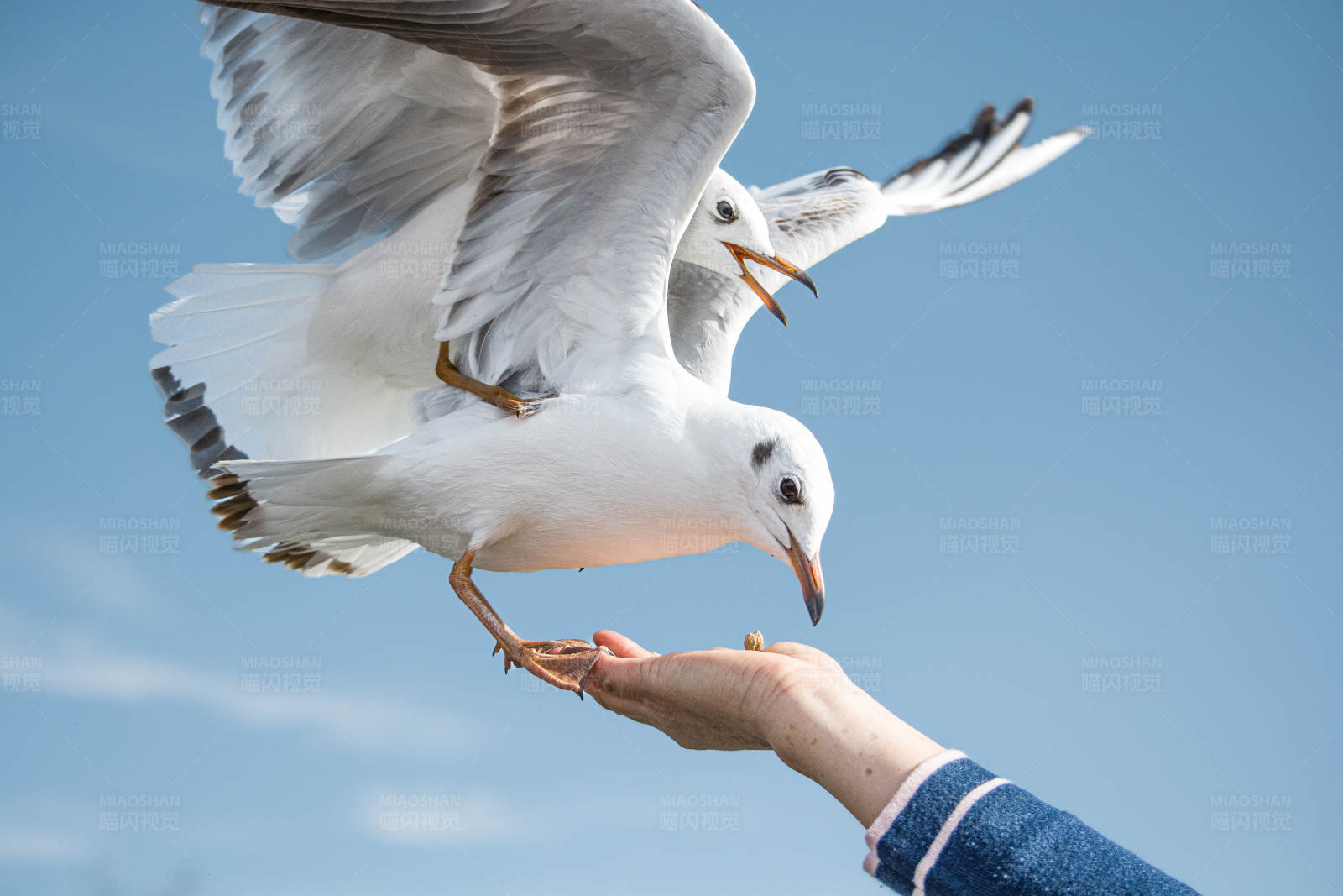 海鸥觅食瞬间图片