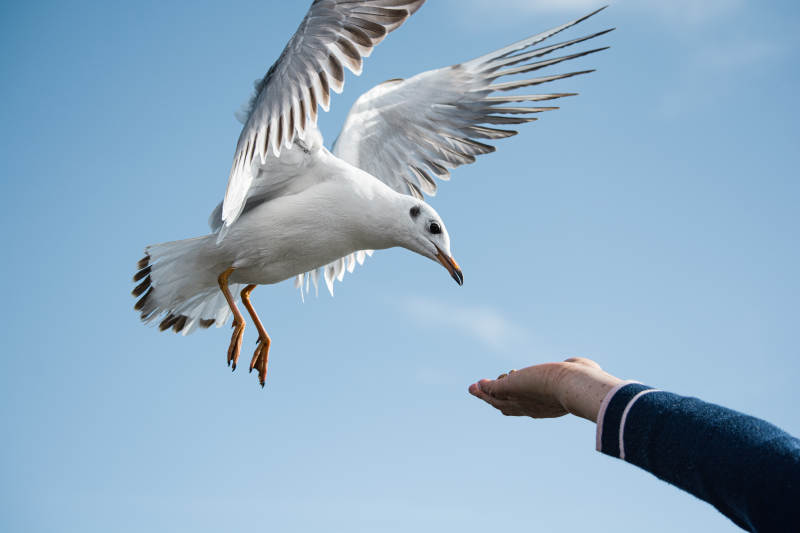 海鸥觅食瞬间图片