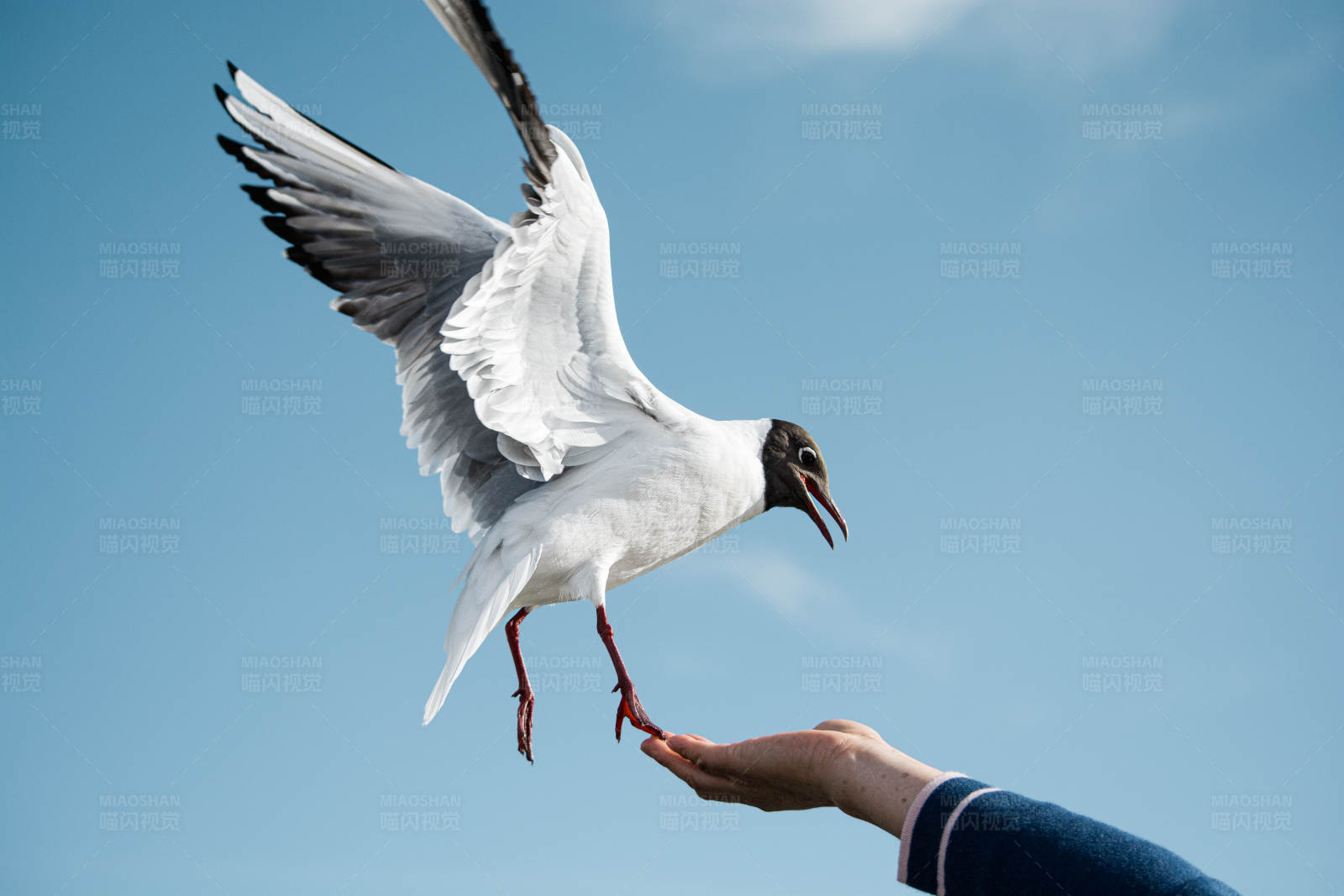 海鸥觅食瞬间图片