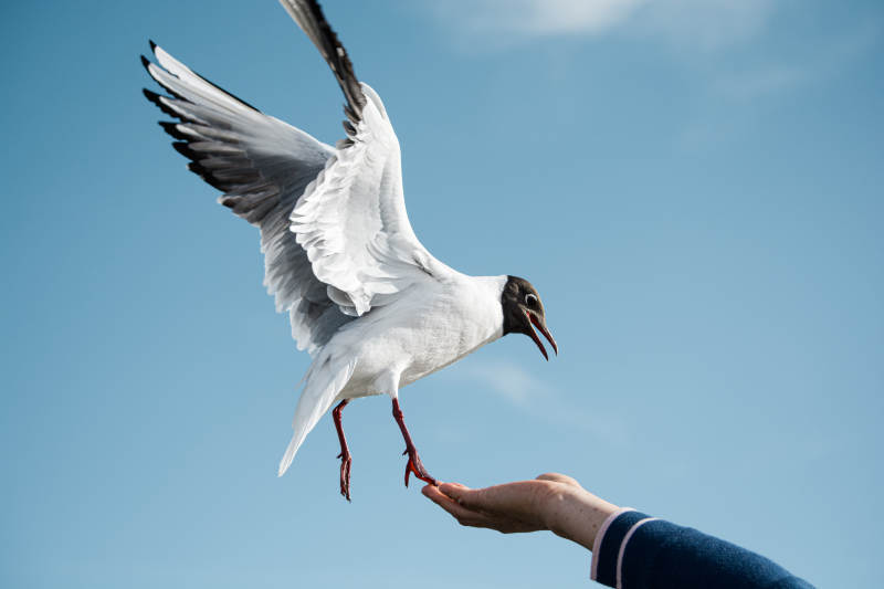 海鸥觅食瞬间图片