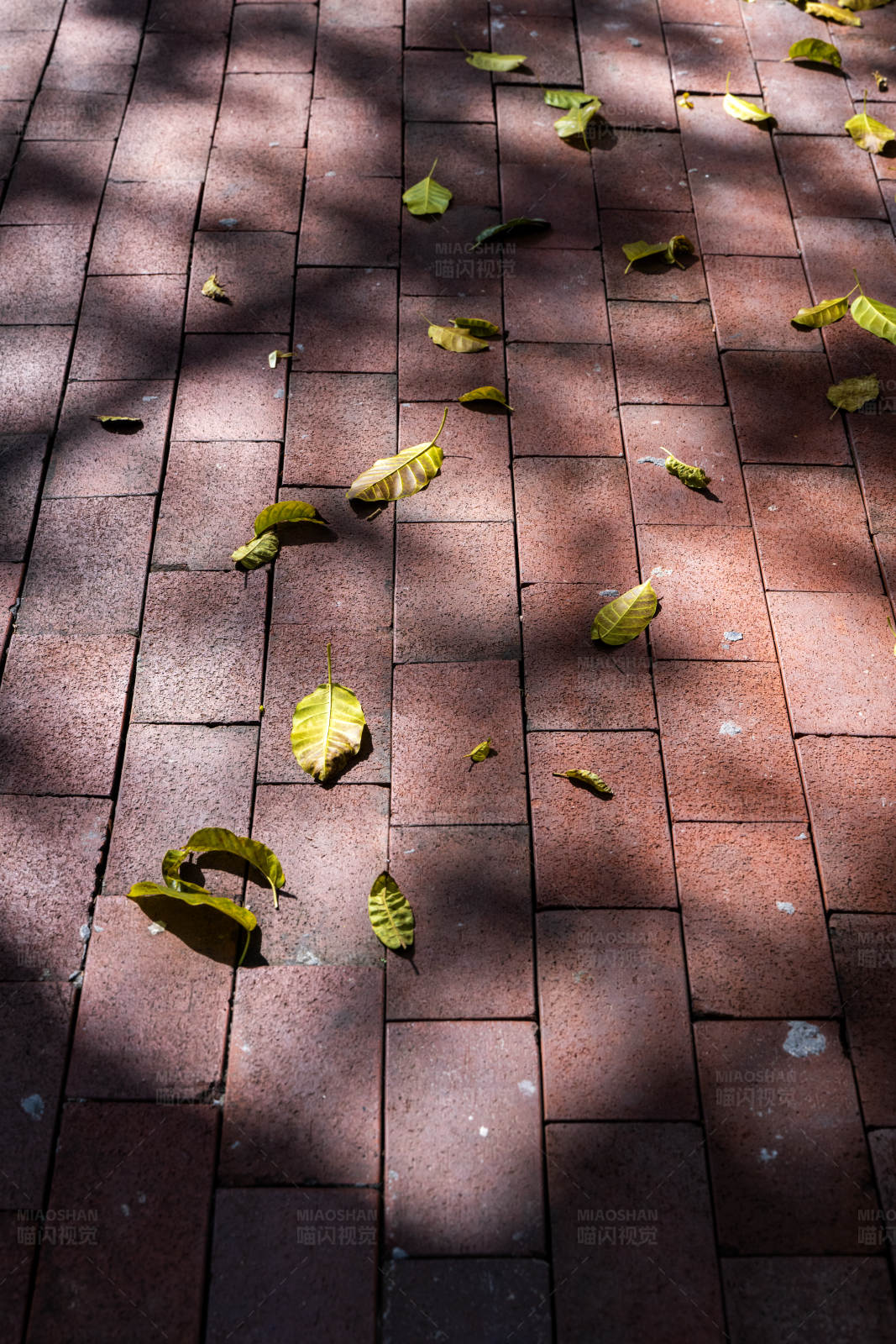 秋叶散落红砖路图片