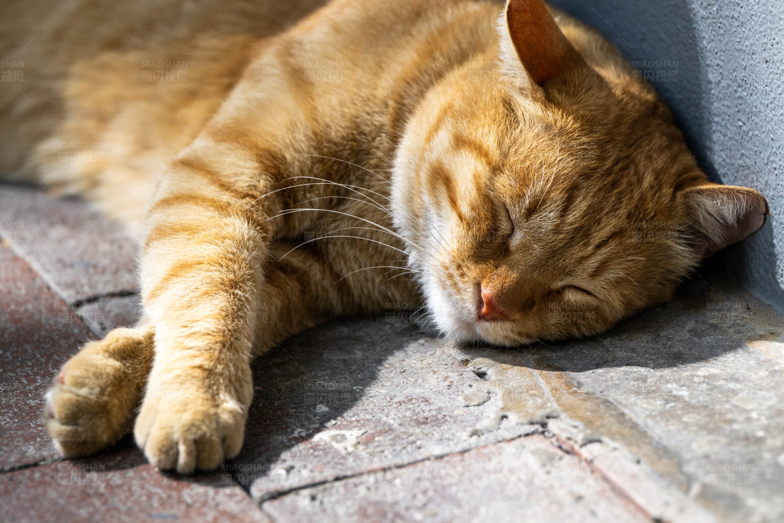 阳光下的懒猫图片