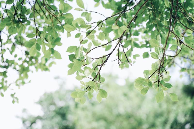 绿叶轻拂 自然之美图片