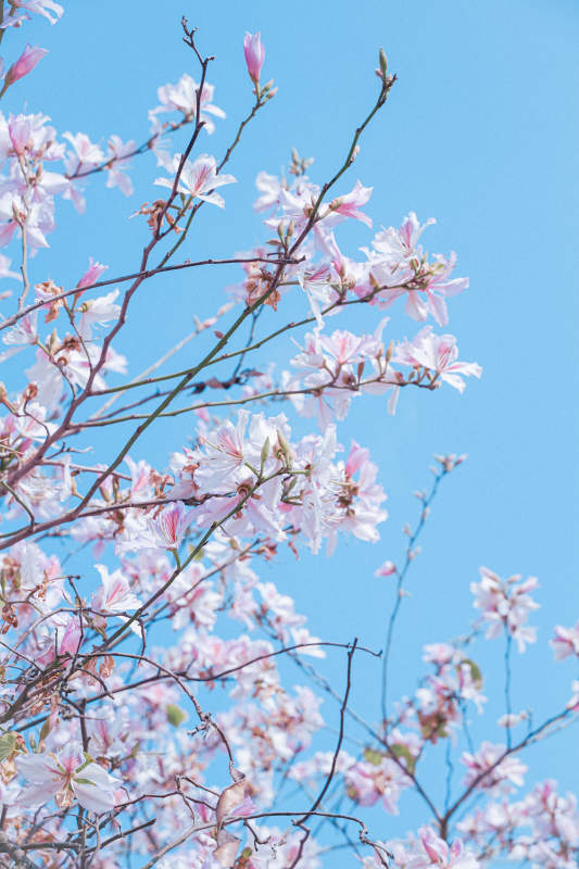 春日花开满枝头图片