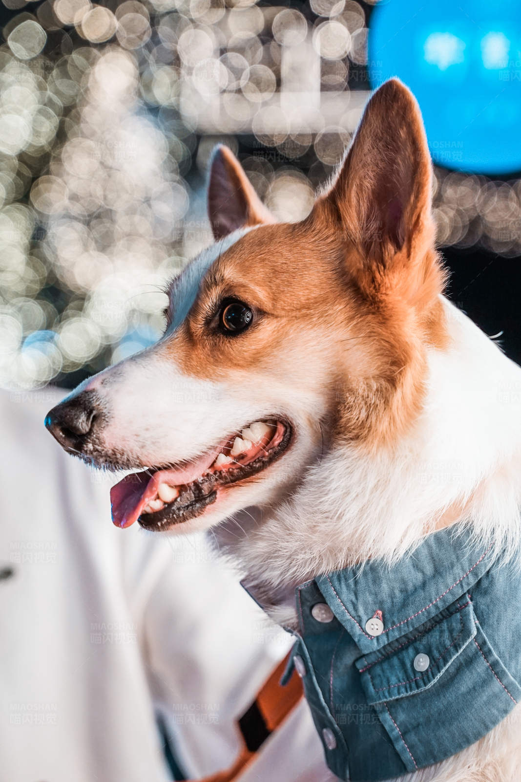 穿牛仔衣服的柯基犬图片