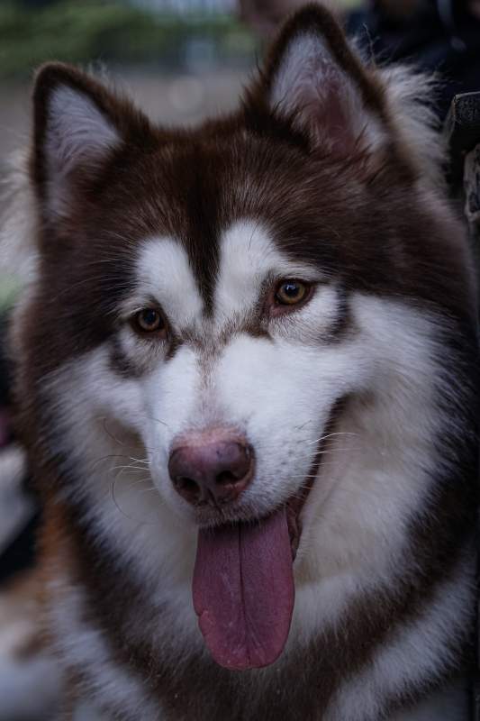 哈士奇的微笑图片