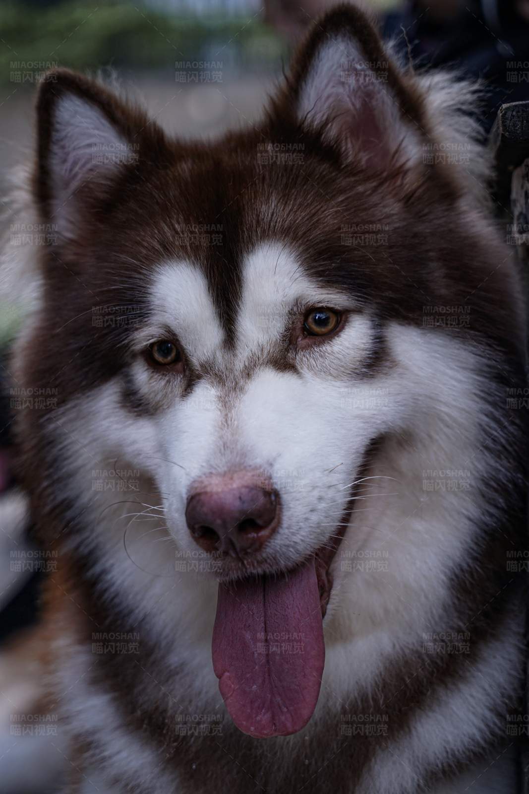 哈士奇的微笑图片