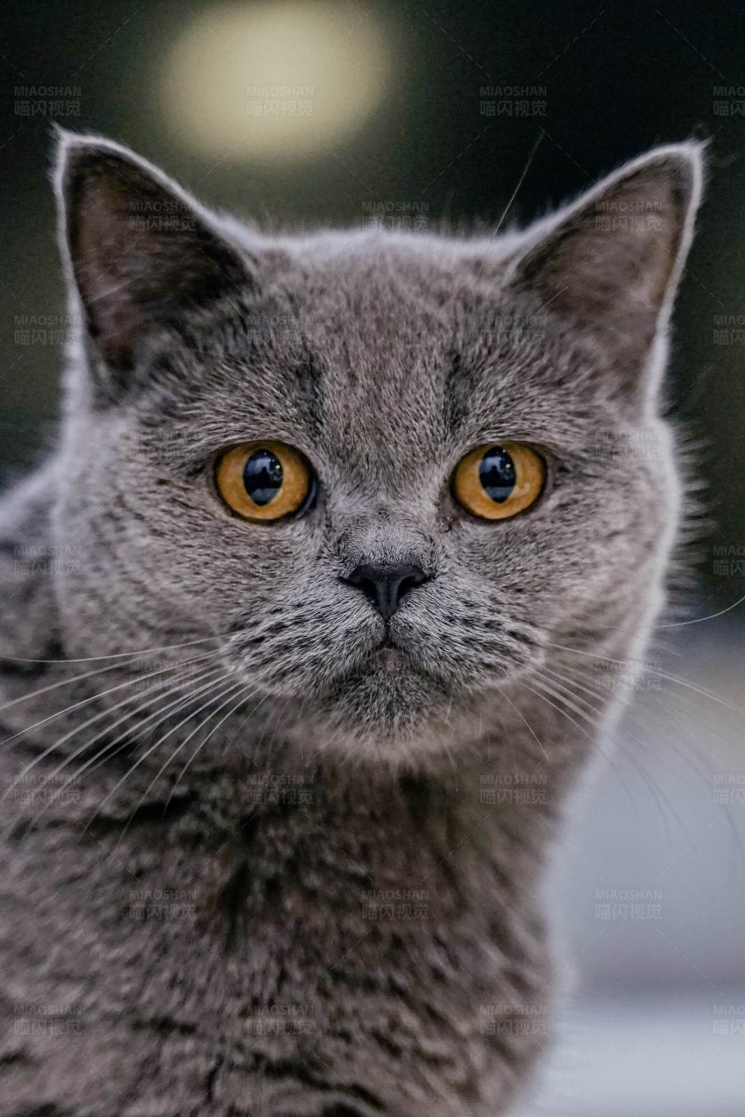 英短蓝猫的凝视图片