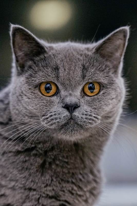 英短蓝猫的凝视图片