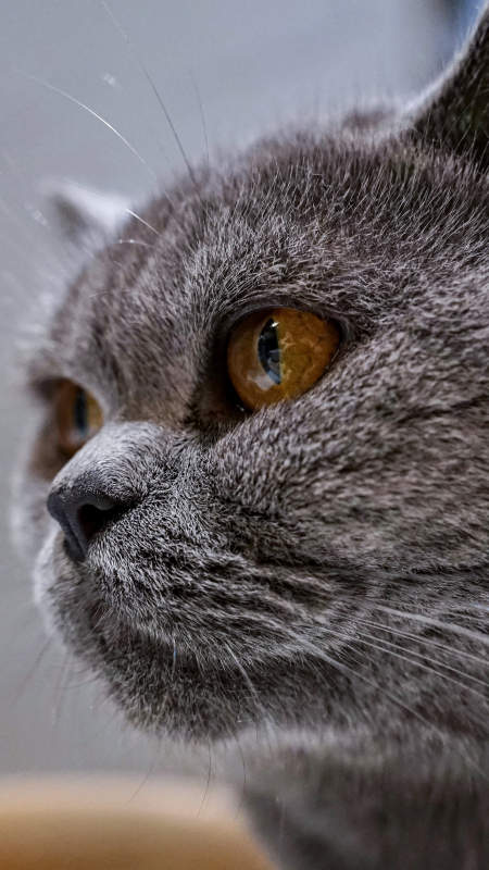 英短蓝猫的特写图片