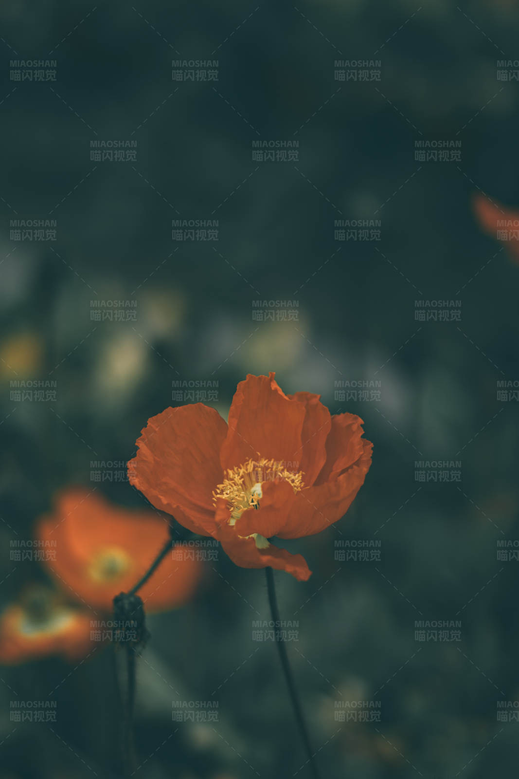 橙色虞美人的特写图片