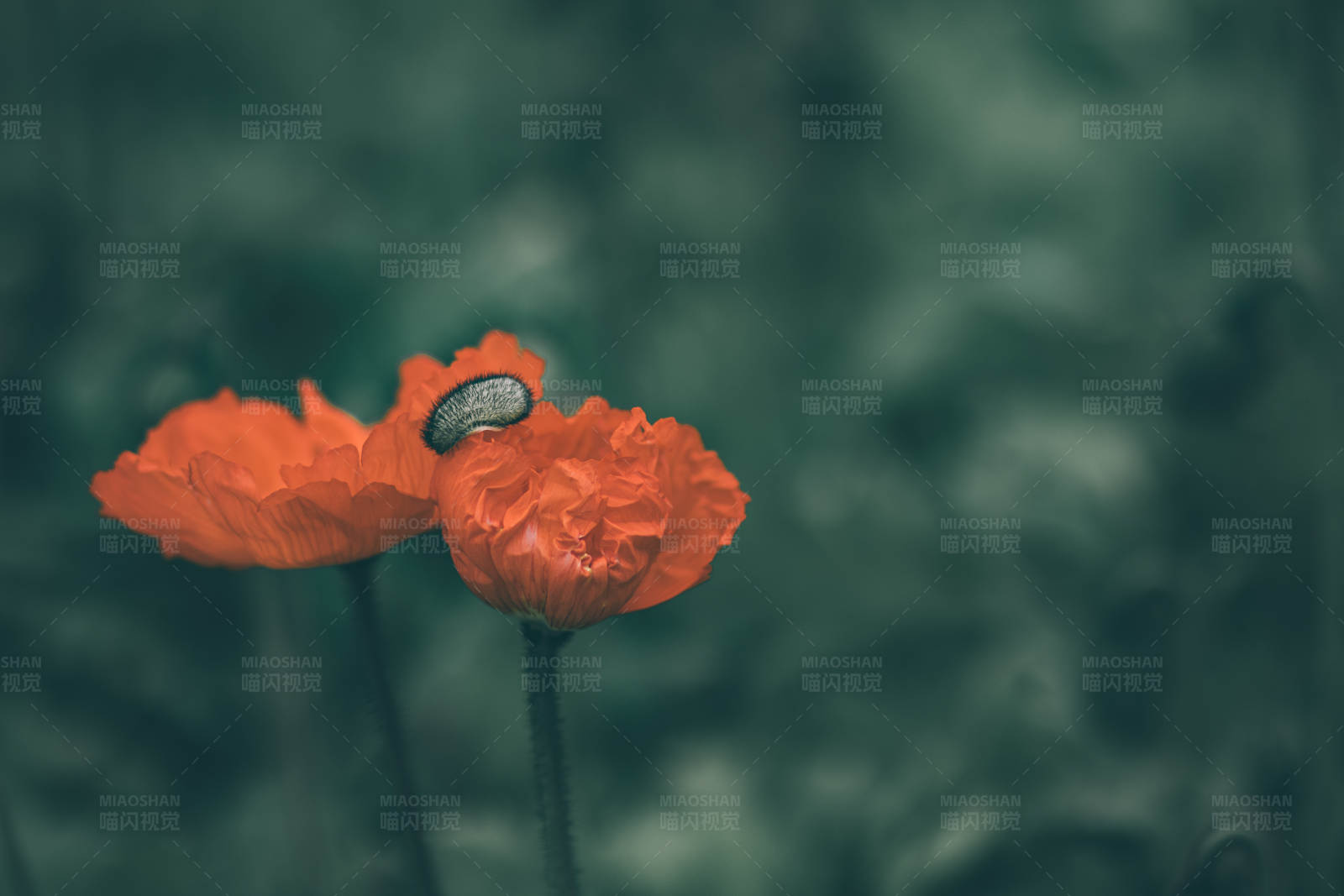 虞美人上的昆虫图片