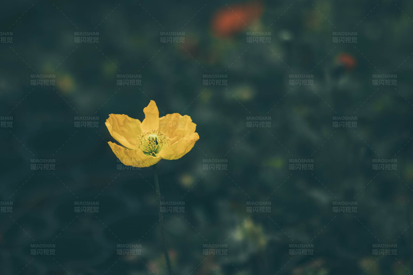 孤独的黄色花朵图片