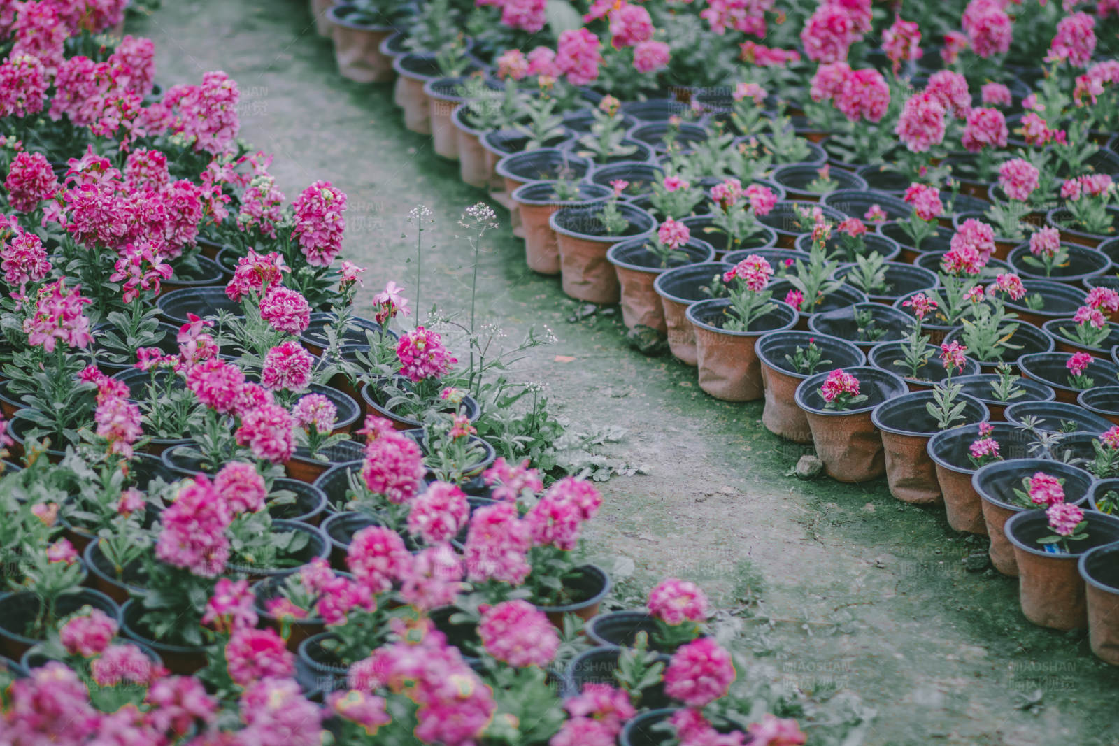 花坛里的粉色花朵图片
