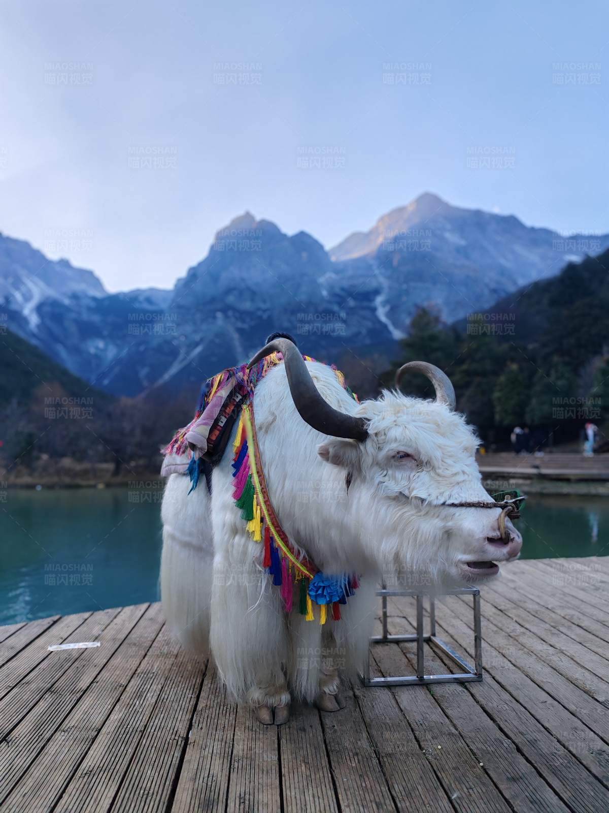 雪山下的白色牦牛图片