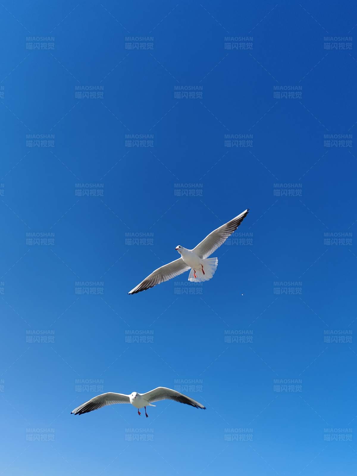 翱翔蓝天的海鸥图片