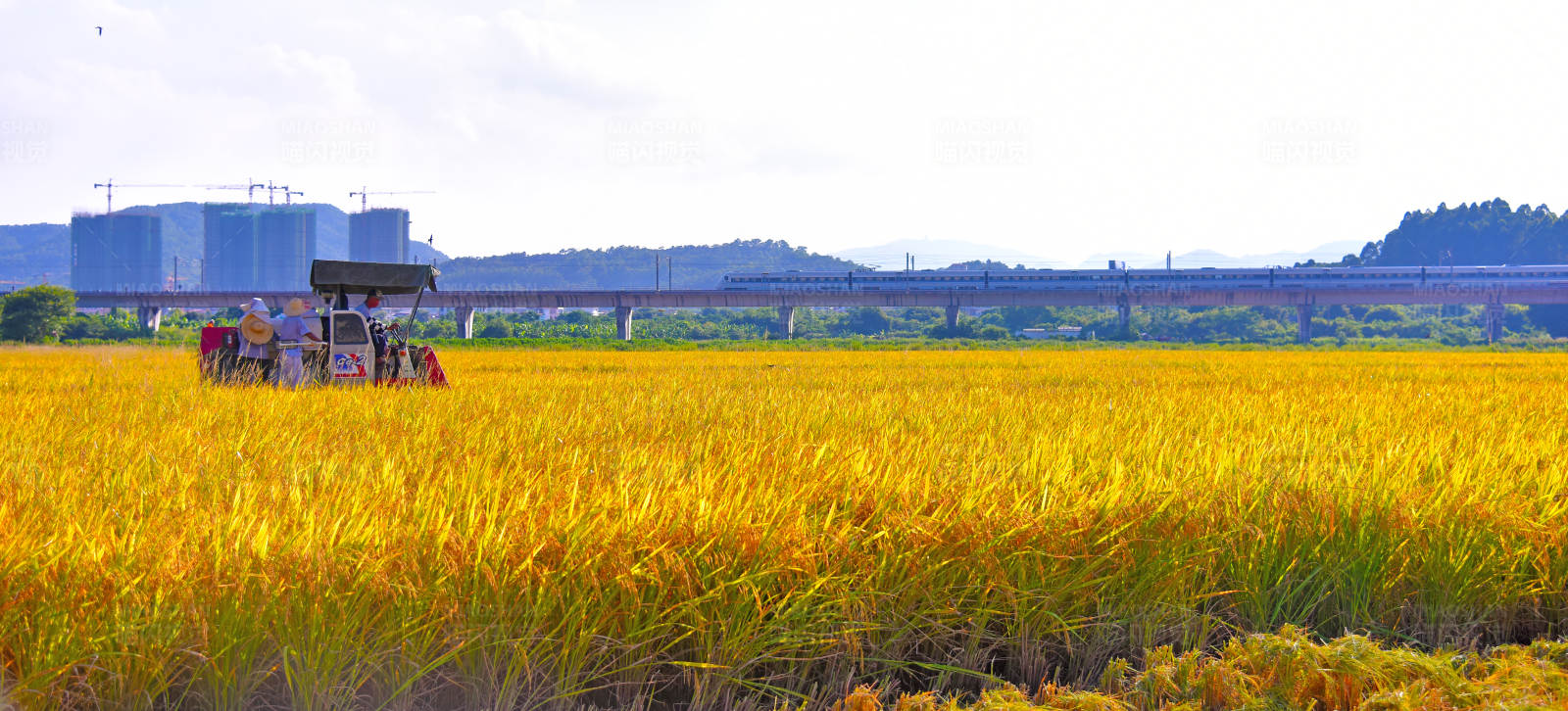 金黄稻田丰收季图片