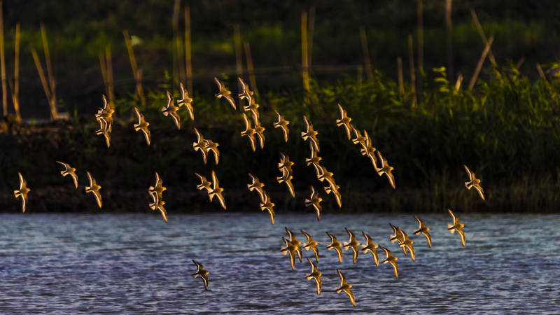 飞鸟掠过水面图片