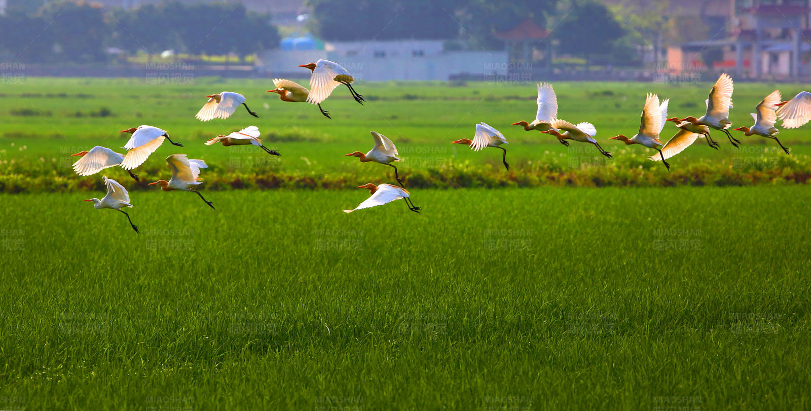 白鹭飞越绿色田野图片