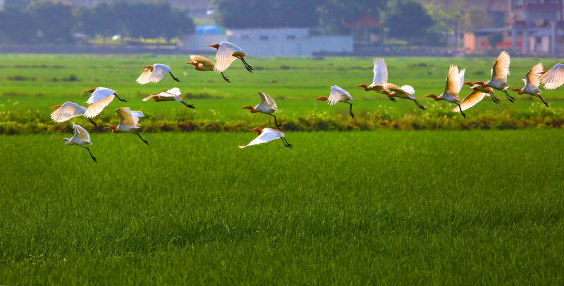 白鹭飞越绿色田野图片