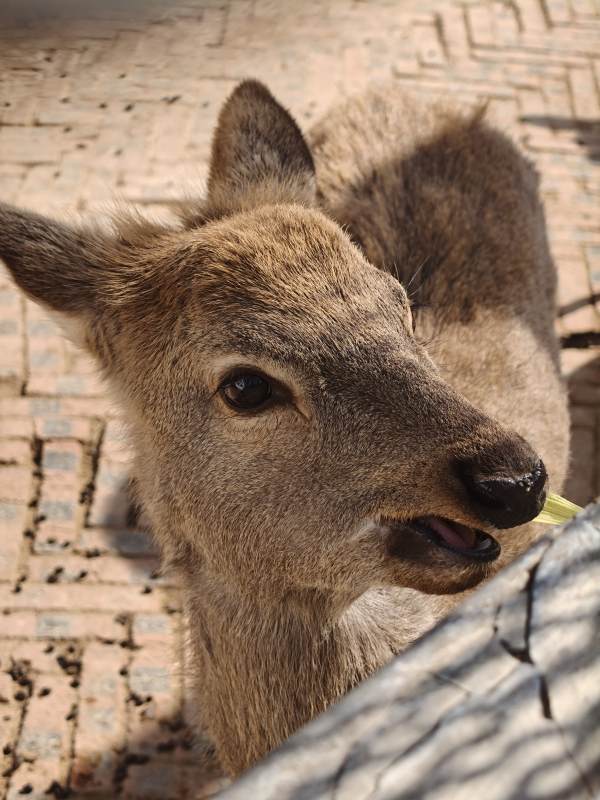 小鹿觅食图片