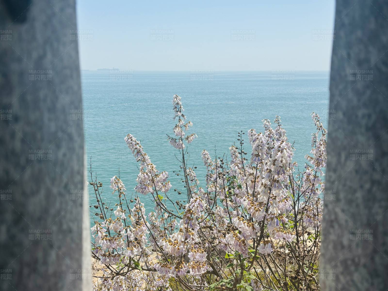 花开海边 春意盎然图片