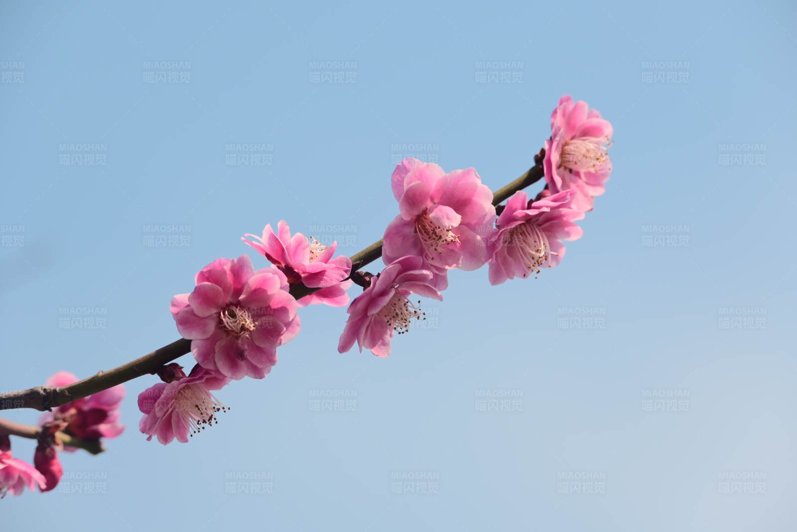 梅花绽放 春意盎然图片