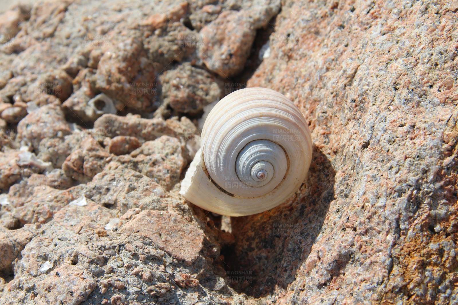 岩石上的白色蜗牛壳图片