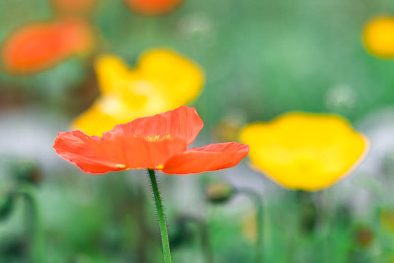 红色与黄色花朵的对比图片