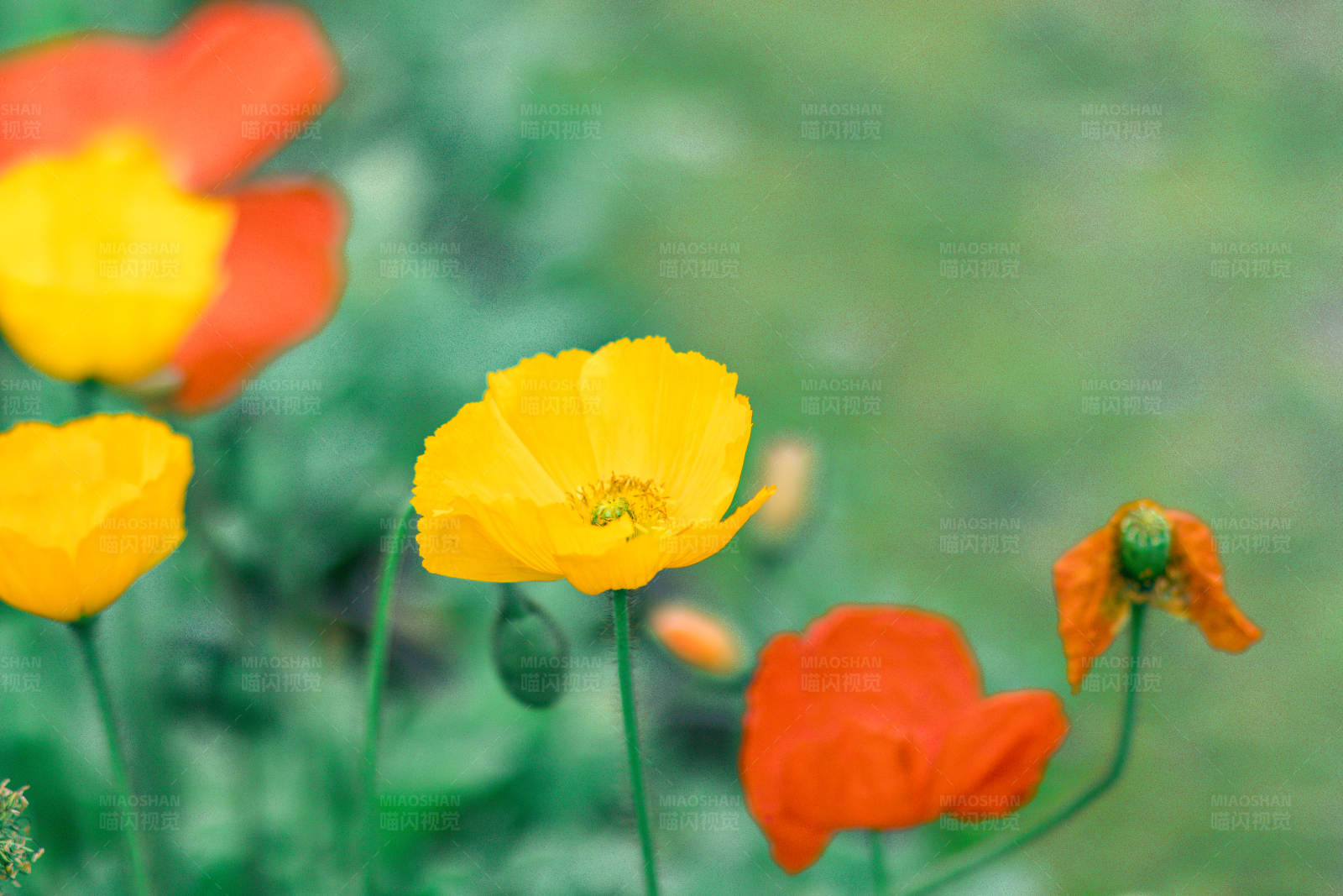 花海中的黄色与红色图片