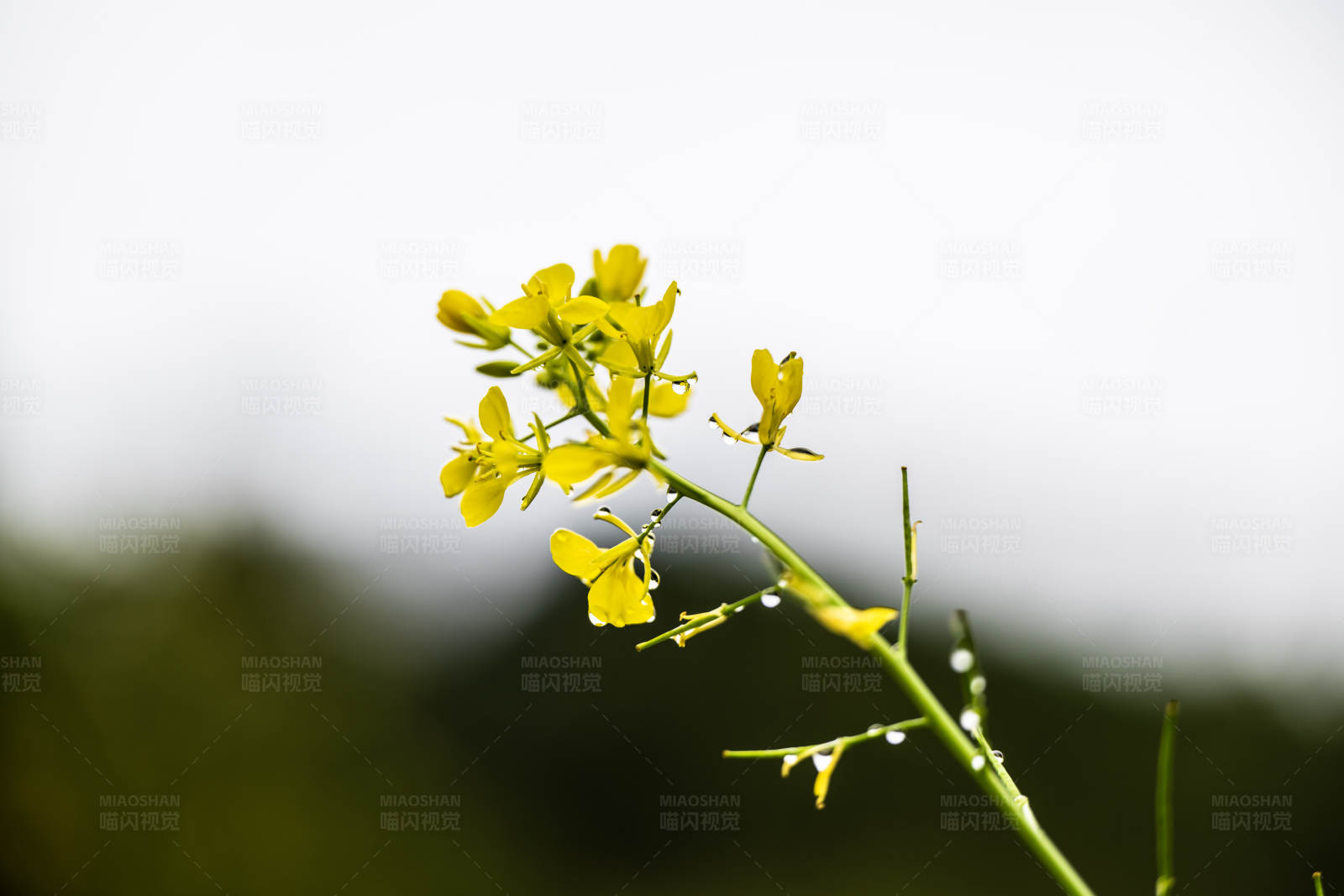 雨后黄花图片