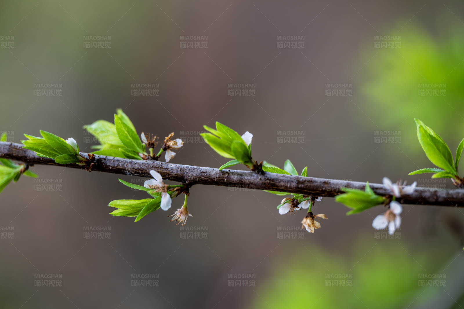 春日枝头新绿萌动图片