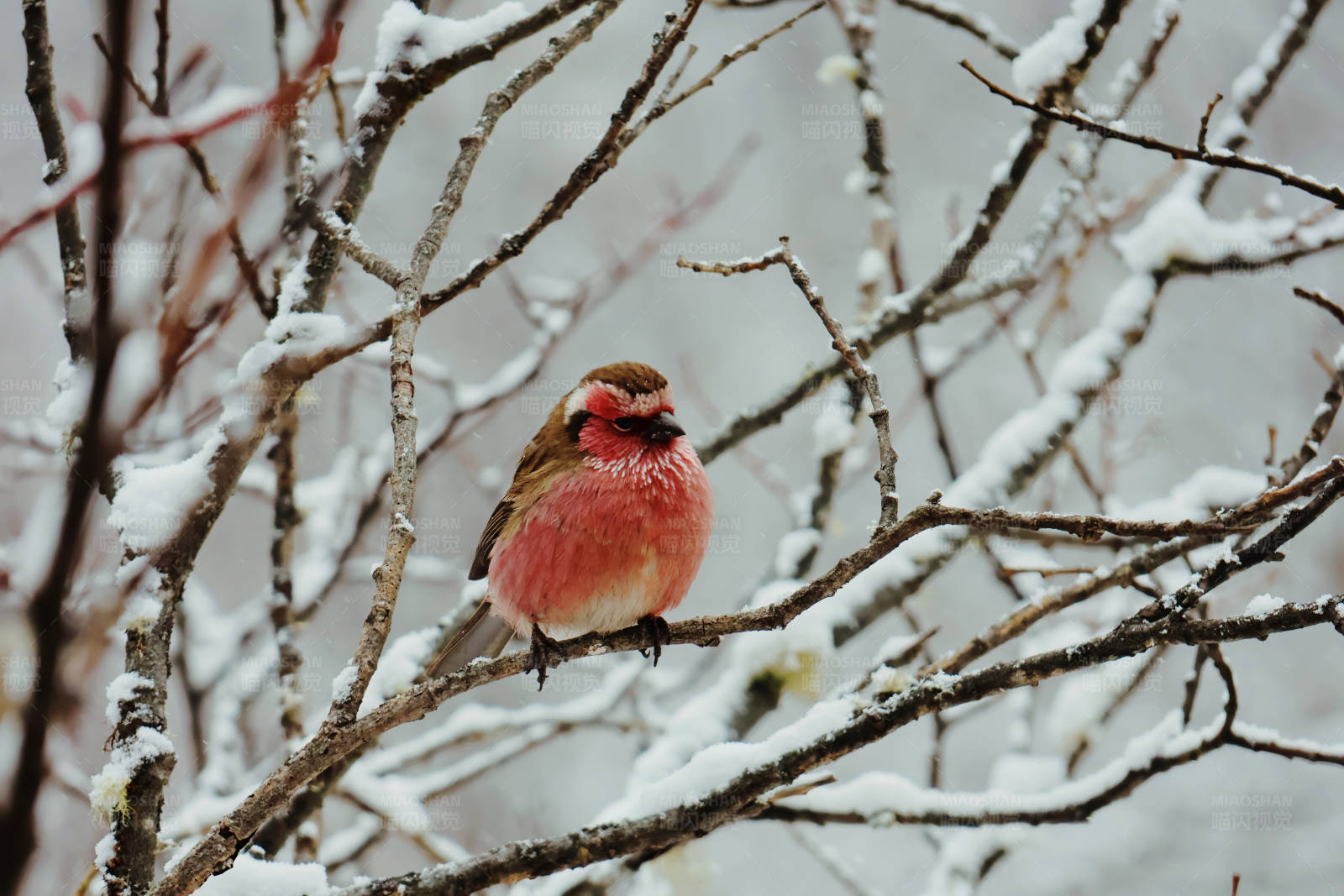 雪中白眉朱雀栖枝头图片