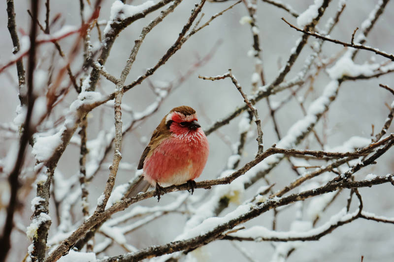 雪中白眉朱雀栖枝头图片
