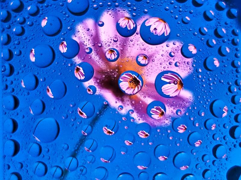 水滴中的花朵倒影图片