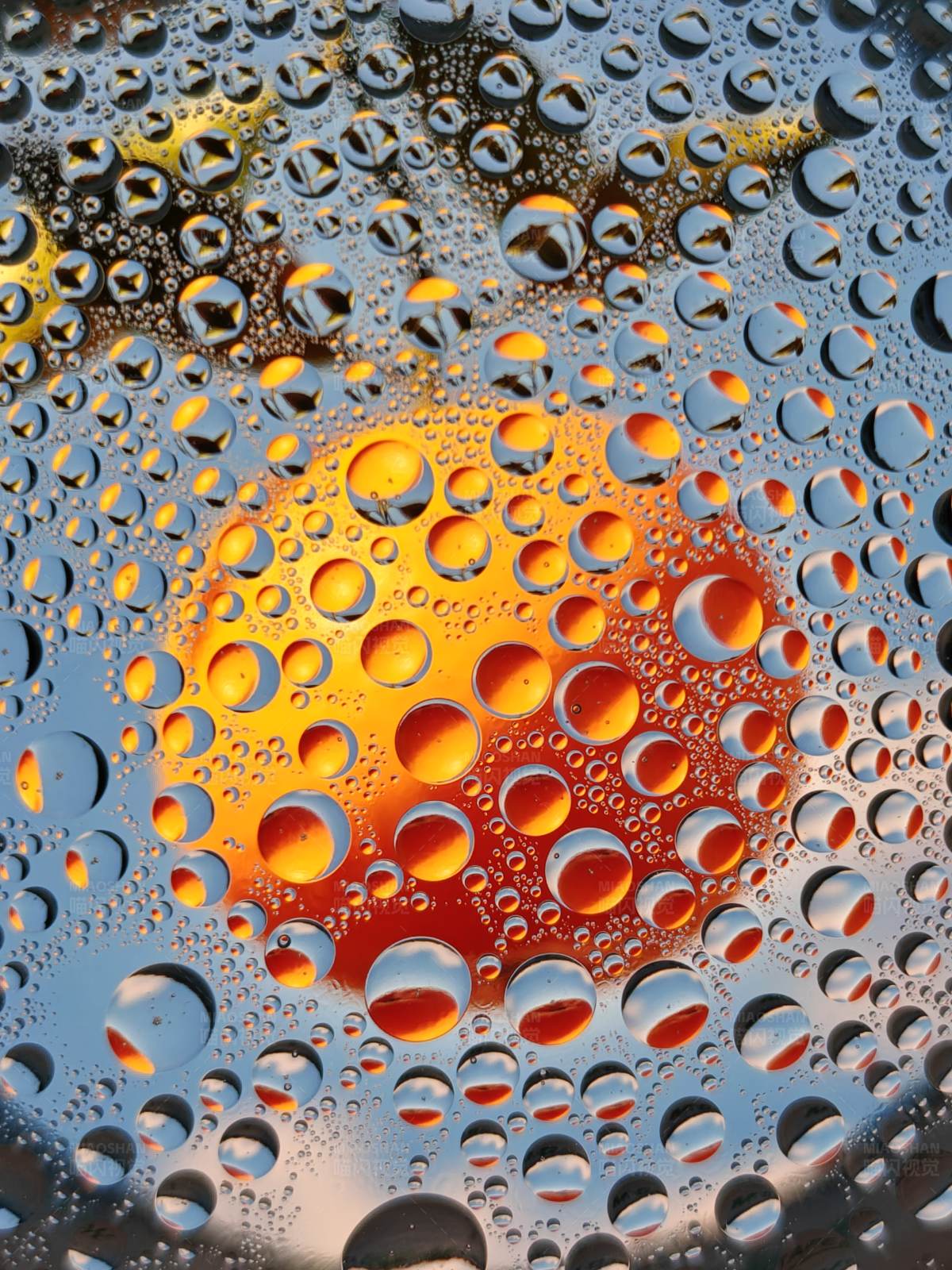 雨后夕阳映水珠图片