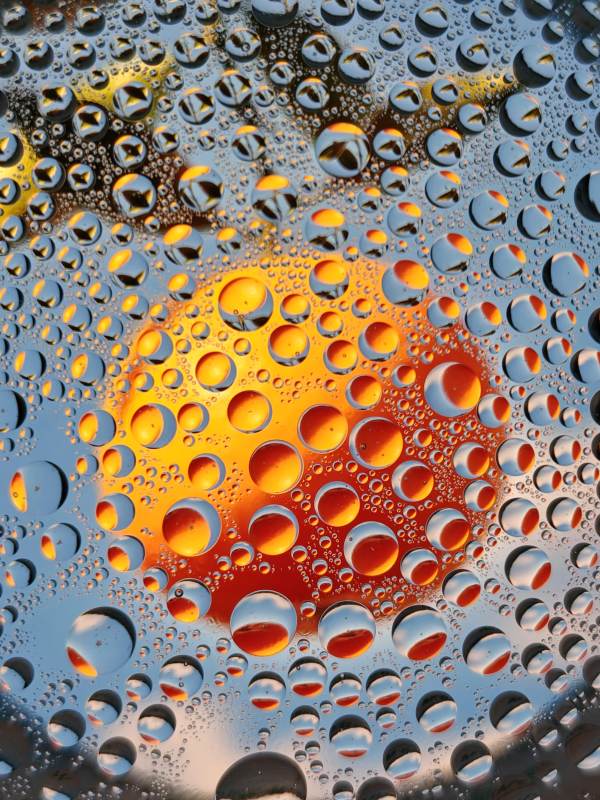 雨后夕阳映水珠图片