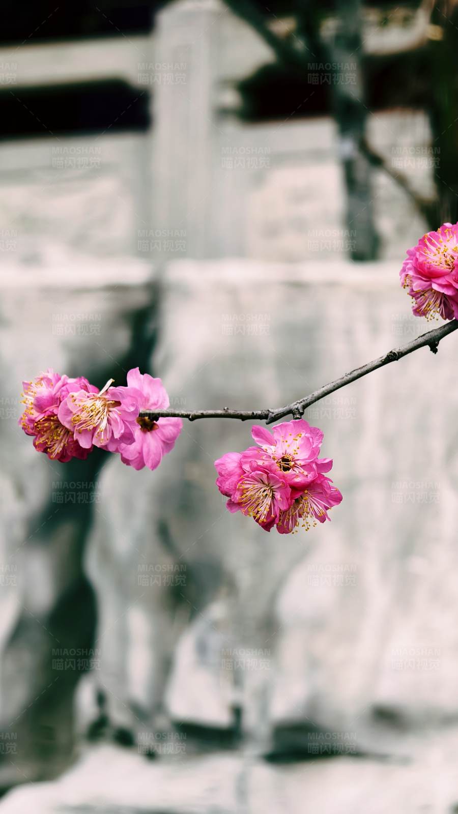 梅花映古墙图片