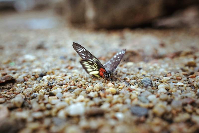 蝴蝶碎石间图片
