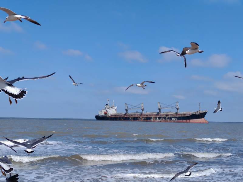 海鸥与货船图片
