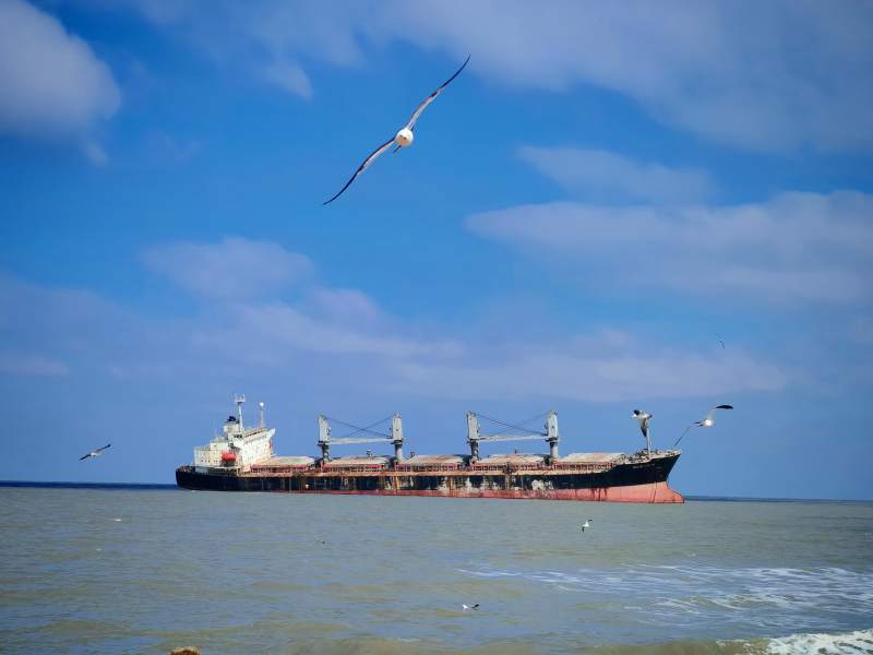 海鸥与货船图片