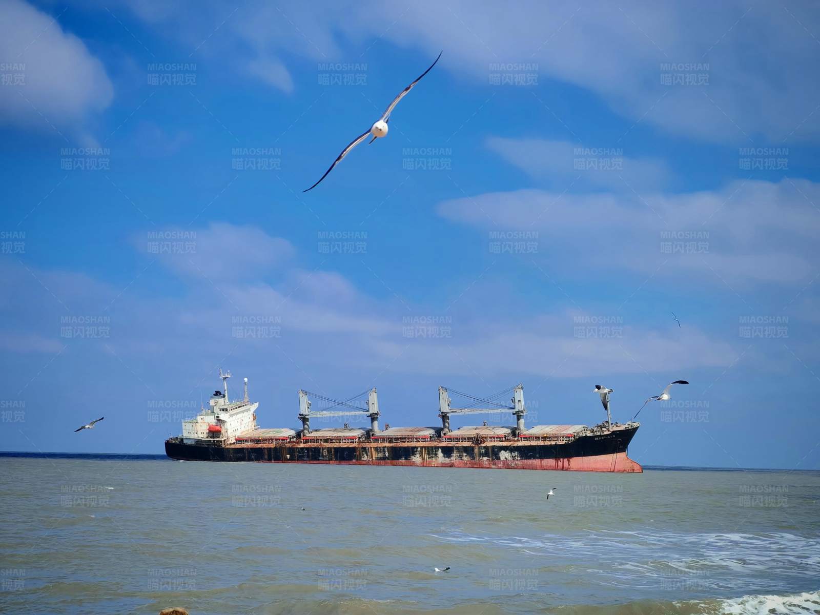 海鸥与货船图片