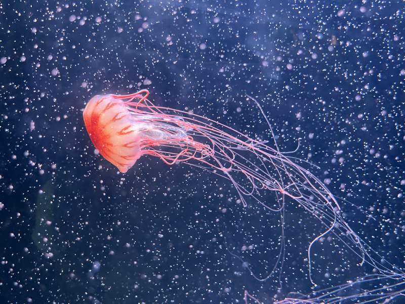 深海中的美丽水母图片
