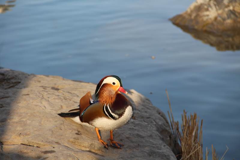 湖畔鸳鸯独自行图片